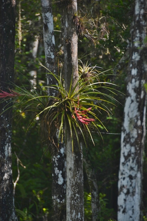 bromeliade on cypress trees